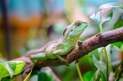Close-up of a lizard on tree
