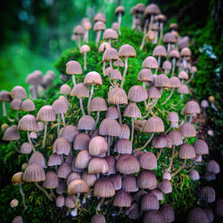 Close-up of mushrooms growing on field