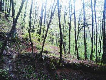 Scenic view of forest