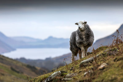 Low angle view of sheep standing on mountain