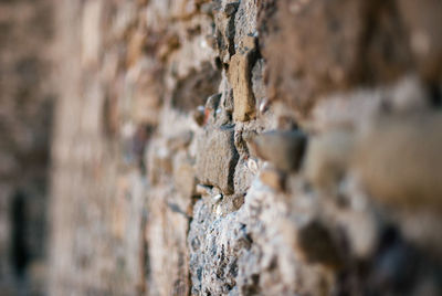 Close-up of tree trunk on rock