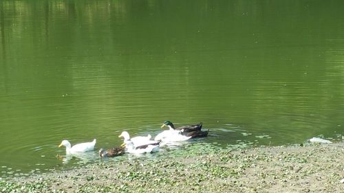 Swans swimming in lake