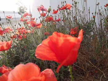 Close-up of red poppy flowers blooming on field