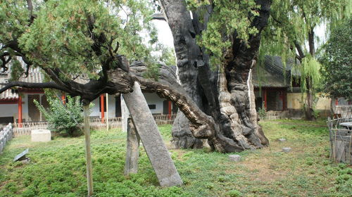 Trees in park