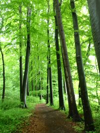 Trees in forest