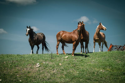 Horses on field against sky