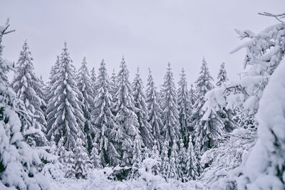 Trees in forest