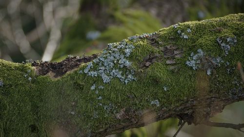 Close-up of mushroom growing on tree trunk