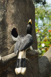 Close-up of bird perching on a tree