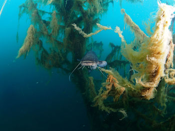Fish swimming in sea