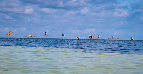 Seagulls flying over sea