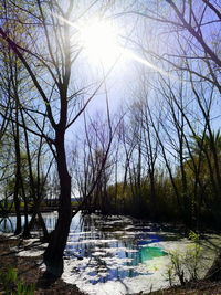 Bare trees on snow covered landscape