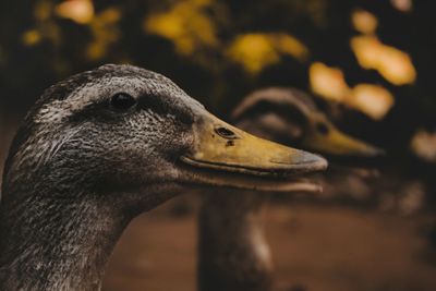 Side view of female mallard ducks