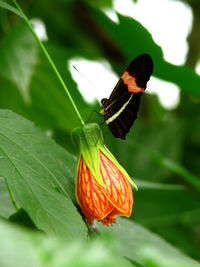 Butterfly pollinating flower