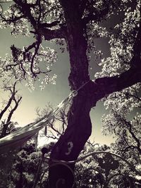 Low angle view of trees