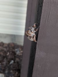 Close-up of insect on wood