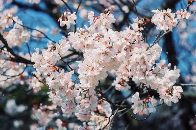 Close-up of apple blossoms in spring