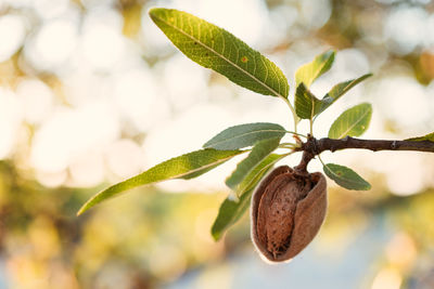 Close-up of plant growing on tree