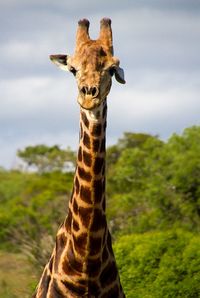 Low angle view of giraffe on sunny day