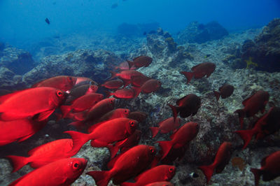 School of moontail bullseye or crescent-tailed bigeye priacanthus hamrur, seychelles