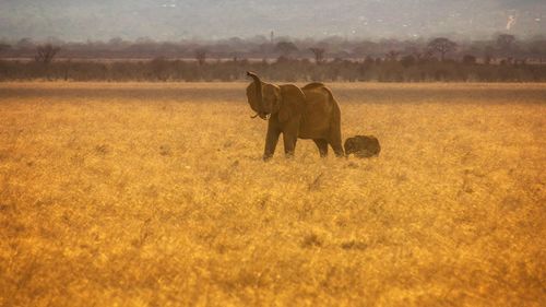 Elephant with infant on field