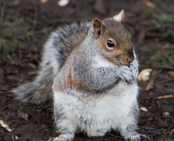Close-up of squirrel eating on field