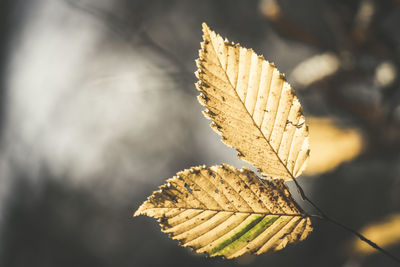 Close-up of dried leaf