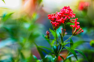 Close-up of red flowers blooming outdoors