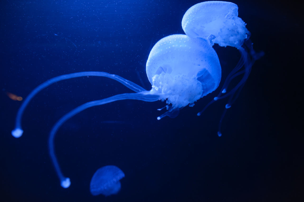 CLOSE-UP OF JELLYFISH IN WATER