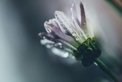 Close-up of wet flower