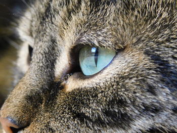 Close-up portrait of a cat