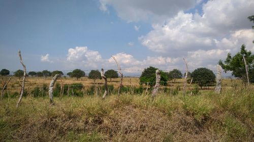 Panoramic view of agricultural field against sky