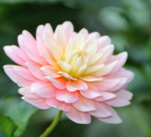 Close-up of flower blooming outdoors