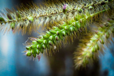 Close-up of blades of grass