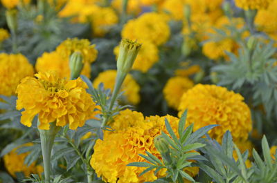 Close-up of yellow flowers