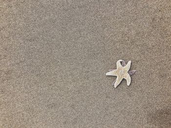 High angle view of star fiah on sand