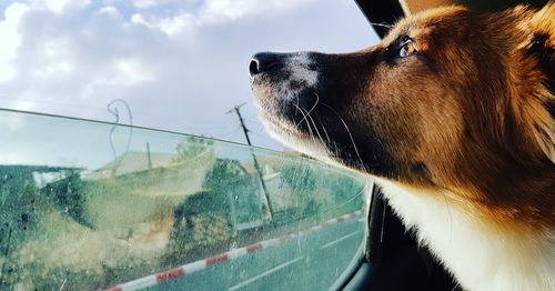 Close-up of dog looking through window