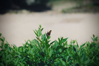 Insect on a plant