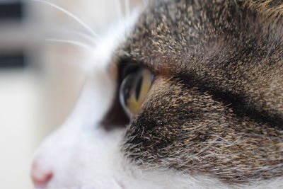 Close-up portrait of cat