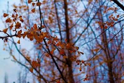 Low angle view of plant against sky