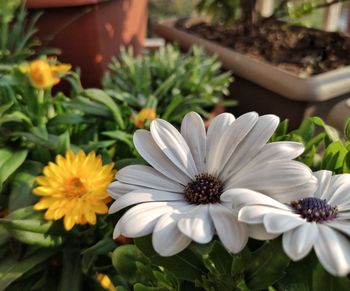 Close-up of white daisy flowers