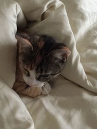 High angle view of cat lying on bed