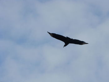 Low angle view of a bird flying