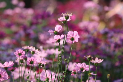 Close-up of purple flowering plants on field