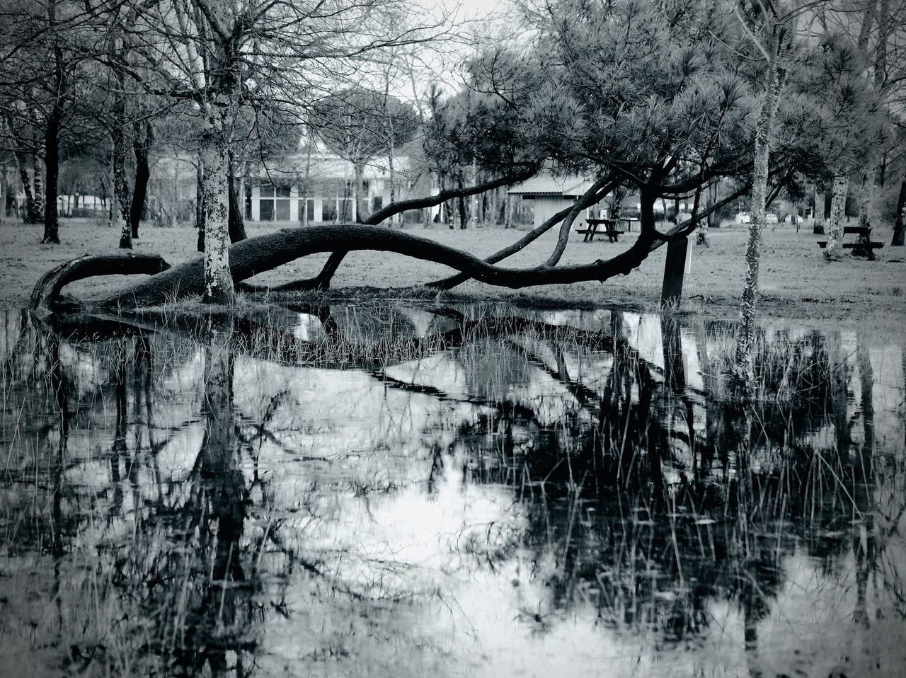 BARE TREES IN LAKE AGAINST PLANTS