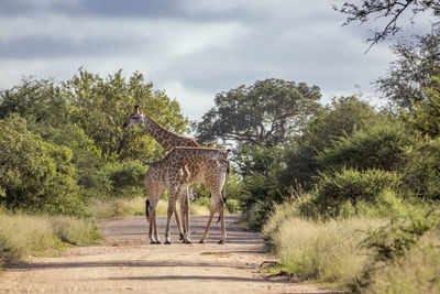 View of a horse on dirt road