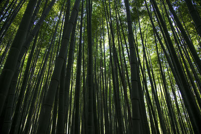 Low angle view of bamboo trees in forest