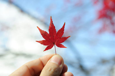 Cropped hand of person holding autumn leaf