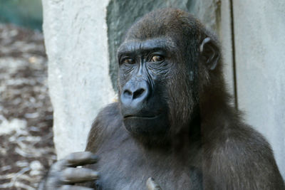 Portrait of gorilla