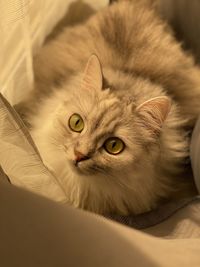 Close-up portrait of a cat